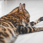 Why Are Bengal Cats Illegal in Some Places? Understanding the Rules Behind Ownership Restrictions 3 Why Are Bengal Cats Illegal in Some Places? Understanding the Rules Behind Ownership Restrictions