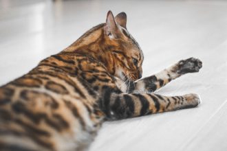 Why Are Bengal Cats Illegal in Some Places? Understanding the Rules Behind Ownership Restrictions