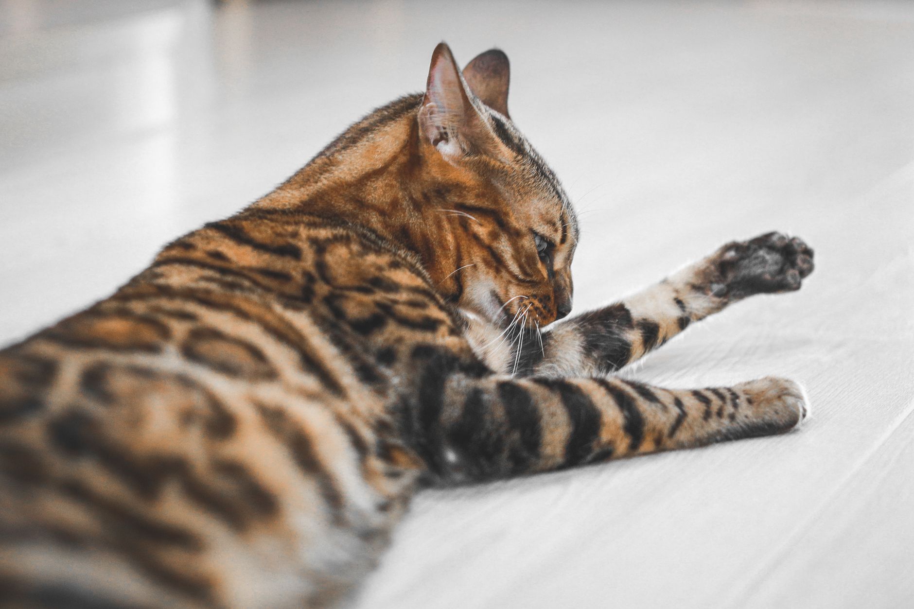 Why Are Bengal Cats Illegal in Some Places? Understanding the Rules Behind Ownership Restrictions 1 Why Are Bengal Cats Illegal in Some Places? Understanding the Rules Behind Ownership Restrictions