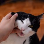 Why Does My Cat Bite Me Gently Out Of Nowhere? 3 Why Does My Cat Bite Me Gently Out Of Nowhere?