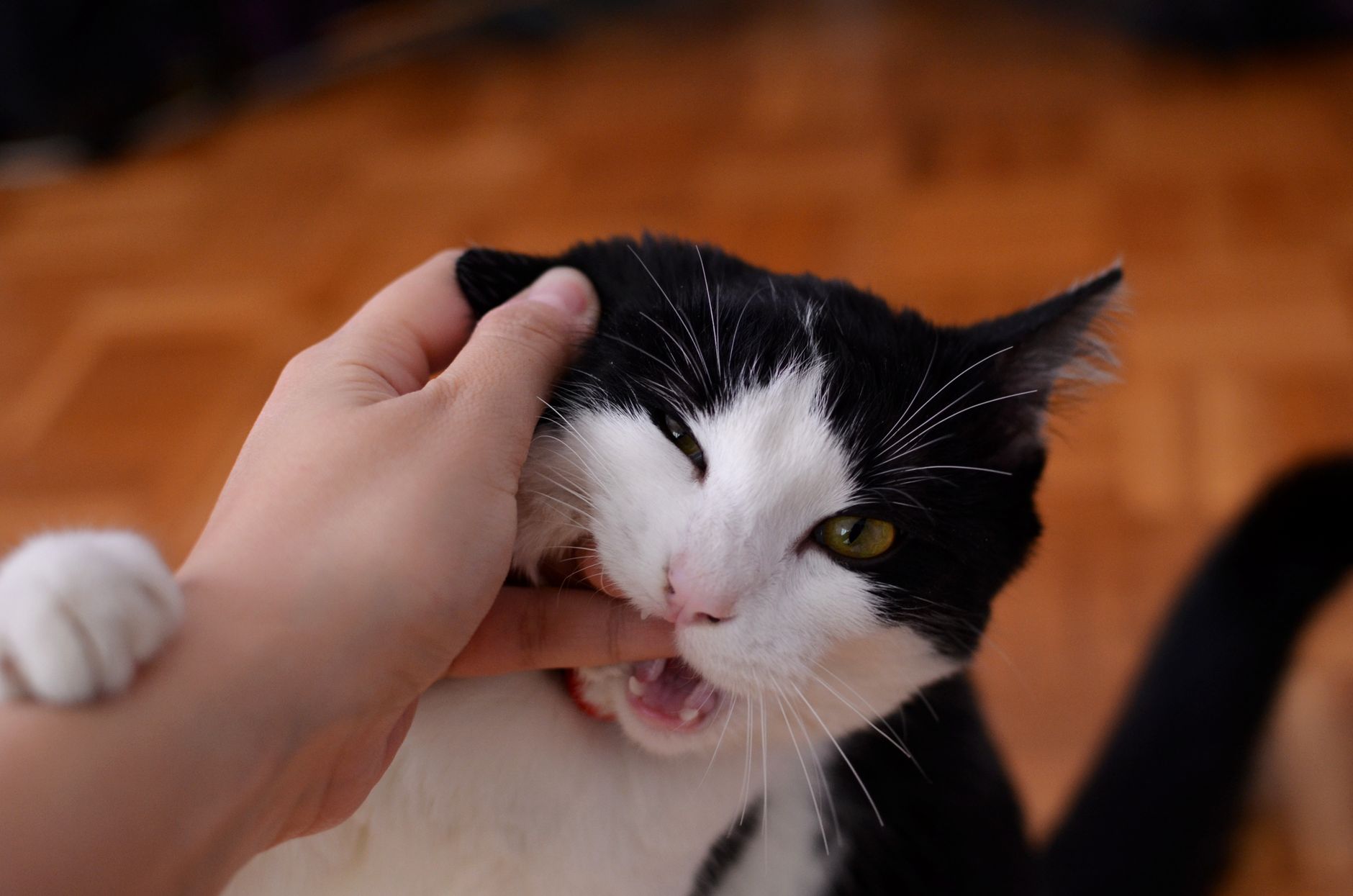 Why Does My Cat Bite Me Gently Out Of Nowhere? 1 Why Does My Cat Bite Me Gently Out Of Nowhere?