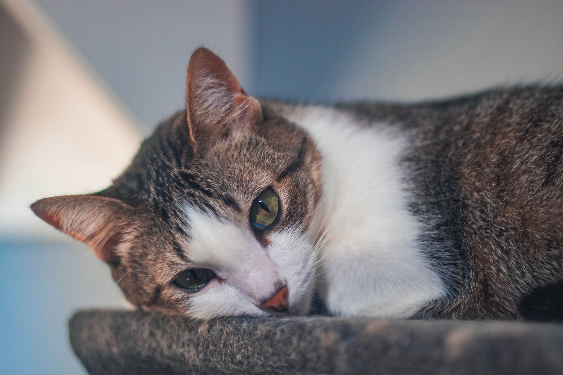 When Do Cats Open Their Eyes? 18 When Do Cats Open Their Eyes?
