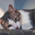 How Do Cats Get Fip?