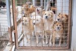 How to Adopt a Dog Responsibly: Finding the Right Place to Bring Home a New Companion 7 How to Adopt a Dog Responsibly: Finding the Right Place to Bring Home a New Companion