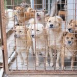 Where to Adopt a Dog: Finding a Responsible Way to Bring Home a New Companion