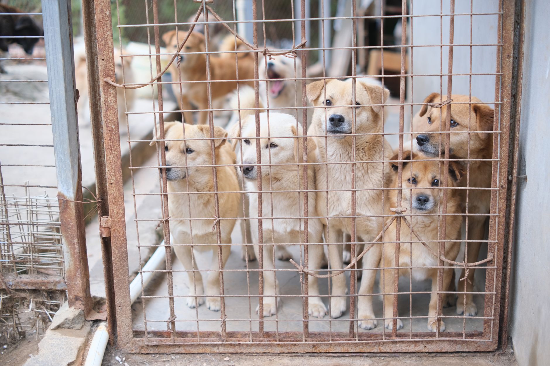 Where to Adopt a Dog: Finding a Responsible Way to Bring Home a New Companion 1 Where to Adopt a Dog: Finding a Responsible Way to Bring Home a New Companion