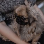 Signs Your Dog May Be Experiencing Pain and What Owners Should Watch For 3 Signs Your Dog May Be Experiencing Pain and What Owners Should Watch For