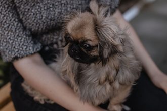 Signs Your Dog May Be Experiencing Pain and What Owners Should Watch For
