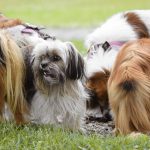 The Science Behind Dog Tail Wagging: What Your Dog Is Really Communicating 3 The Science Behind Dog Tail Wagging: What Your Dog Is Really Communicating