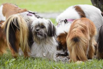 The Science Behind Dog Tail Wagging: What Your Dog Is Really Communicating 6 The Science Behind Dog Tail Wagging: What Your Dog Is Really Communicating
