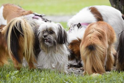 The Science Behind Dog Tail Wagging: What Your Dog Is Really Communicating 11 The Science Behind Dog Tail Wagging: What Your Dog Is Really Communicating