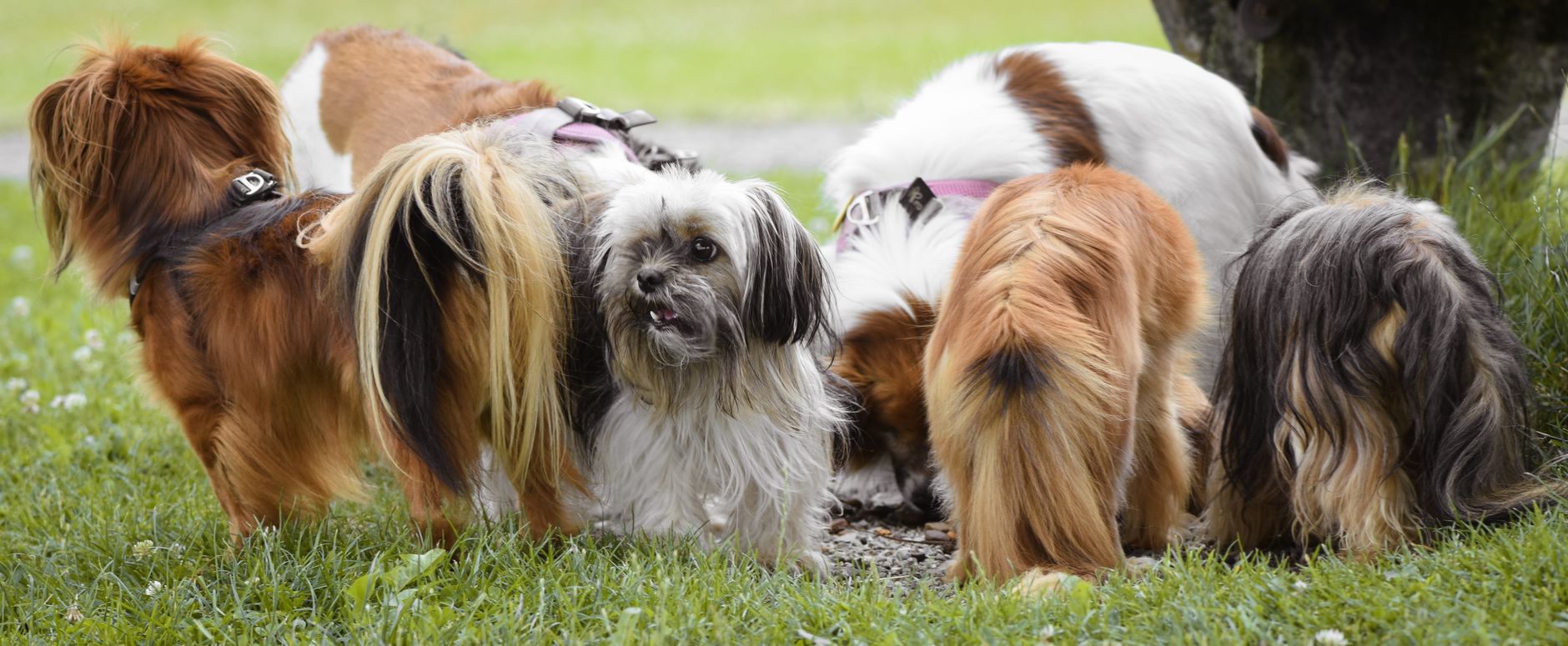 The Science Behind Dog Tail Wagging: What Your Dog Is Really Communicating