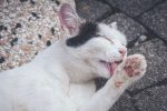 Why Does My Cat Lick My Face? 8 Why Does My Cat Lick My Face?
