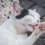 Why Does My Cat Lick My Face? 3 Why Does My Cat Lick My Face?