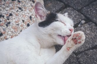 Why Does My Cat Lick My Face? 5 Why Does My Cat Lick My Face?