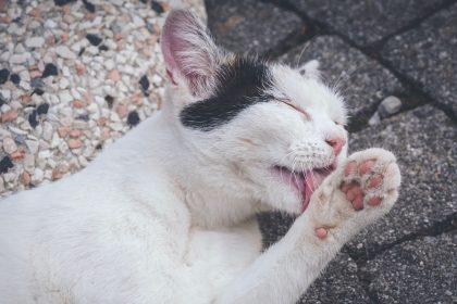 Why Does My Cat Lick My Face? 4 Why Does My Cat Lick My Face?