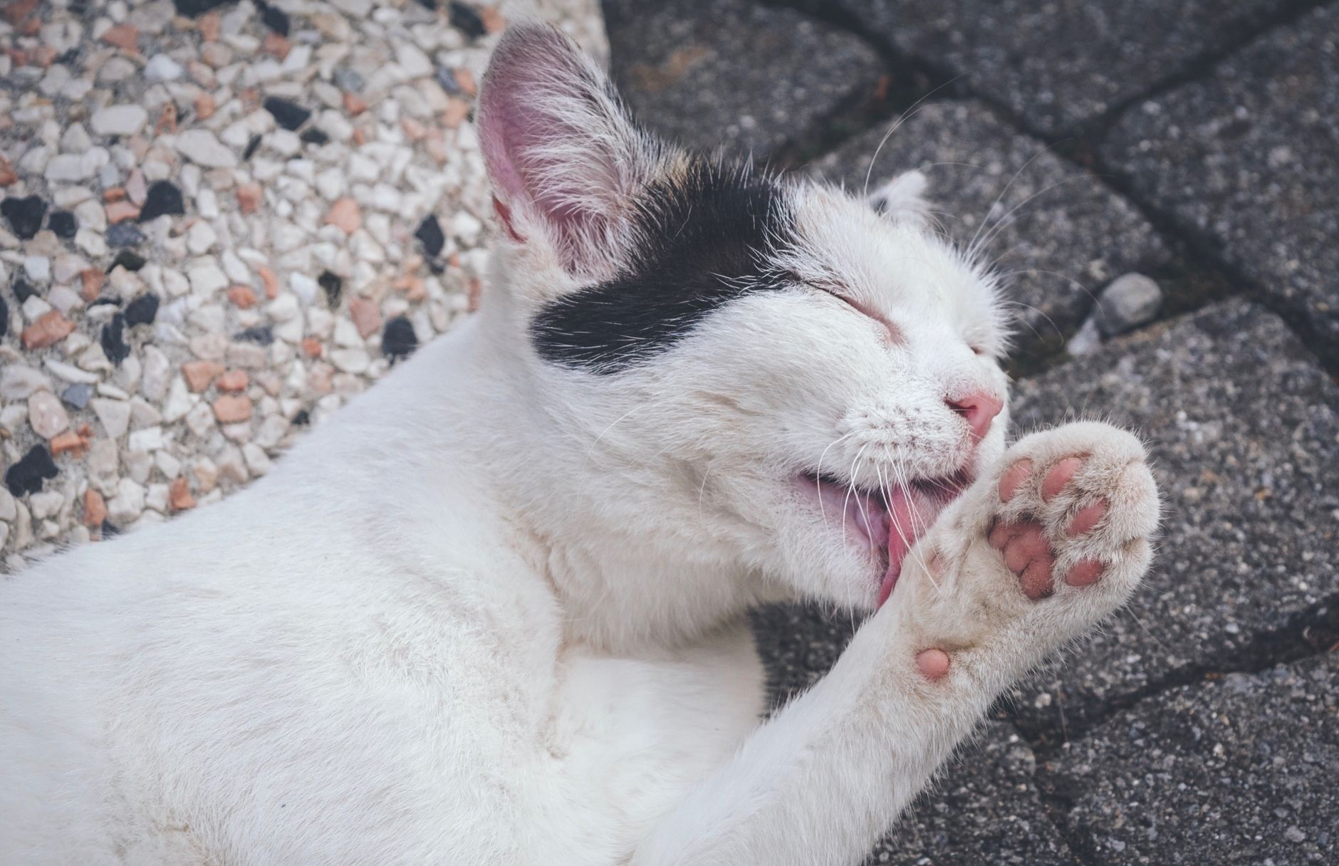 Why Does My Cat Lick My Face? 1 Why Does My Cat Lick My Face?