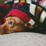 How to Help an Anxious Dog Feel Safer and More Relaxed 2 How to Help an Anxious Dog Feel Safer and More Relaxed