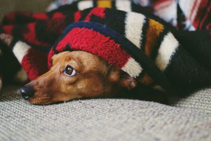 How to Help an Anxious Dog Feel Safer and More Relaxed 9 How to Help an Anxious Dog Feel Safer and More Relaxed