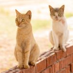 When The Cats Away Meaning? 2 When The Cats Away Meaning?