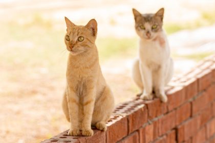 When The Cats Away Meaning? 5 When The Cats Away Meaning?