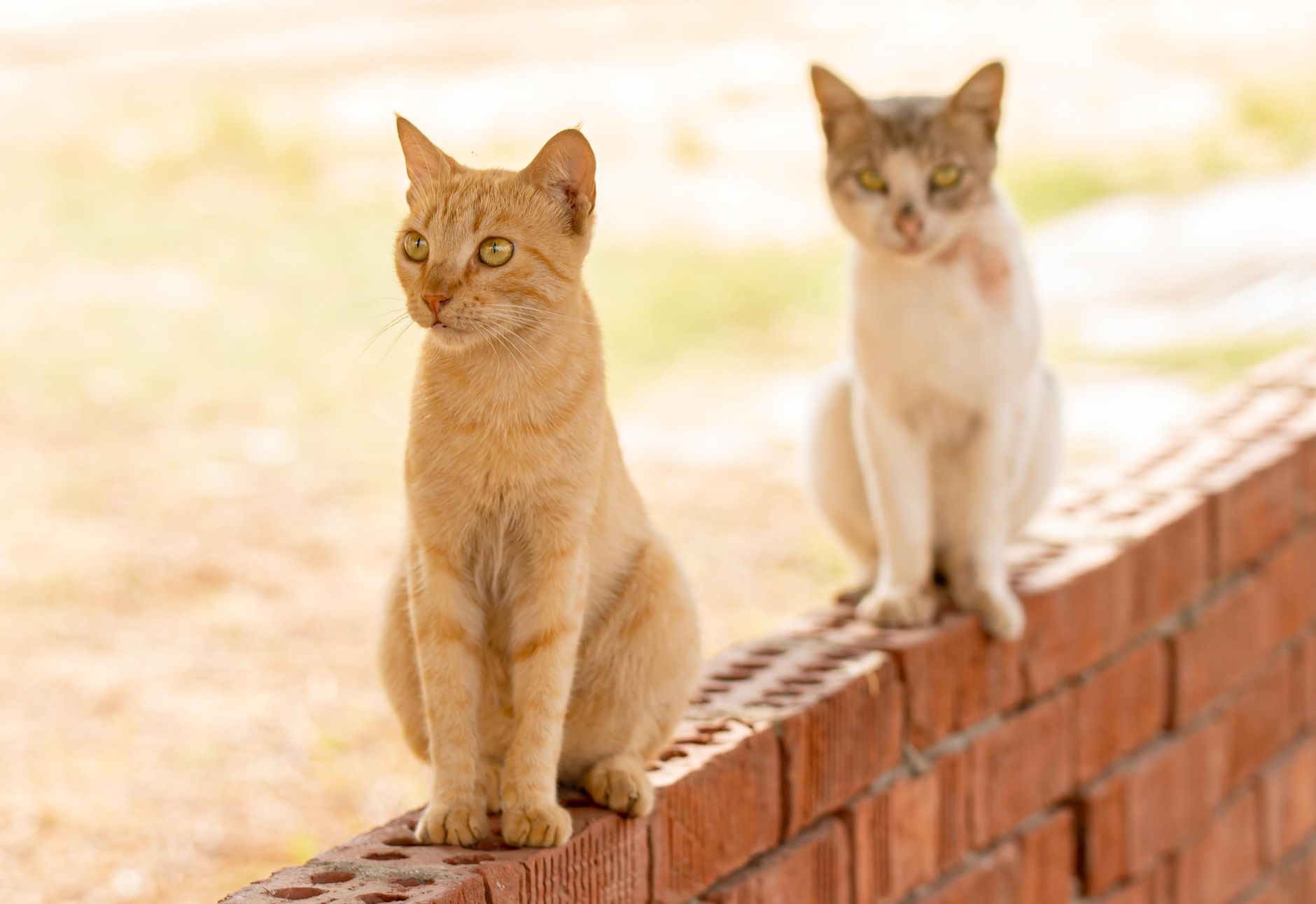When The Cats Away Meaning?