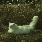 Why Do Cats Wag Their Tails While Lying Down?