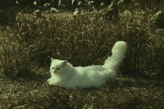 Why Do Cats Wag Their Tails While Lying Down? 6 Why Do Cats Wag Their Tails While Lying Down?