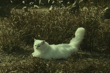 Why Do Cats Wag Their Tails While Lying Down? 8 Why Do Cats Wag Their Tails While Lying Down?