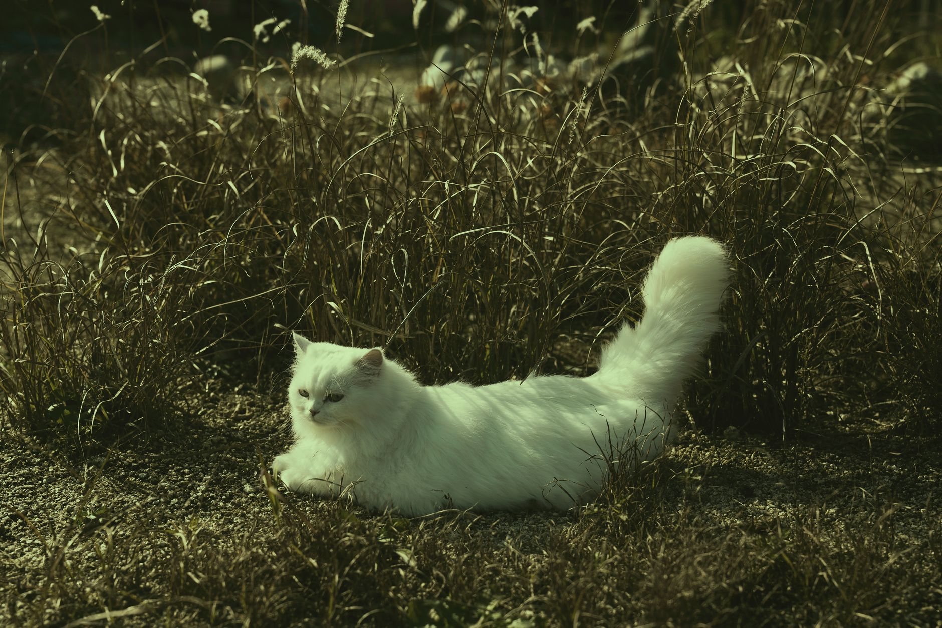 Why Do Cats Wag Their Tails While Lying Down? 1 Why Do Cats Wag Their Tails While Lying Down?