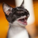 When Do Cats Lose Their Baby Teeth?