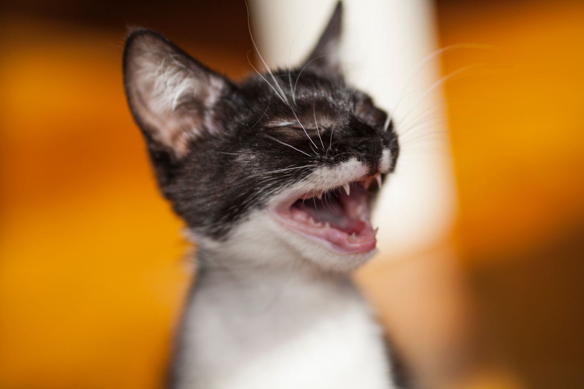 When Do Cats Lose Their Baby Teeth?
