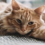 When Is the Right Time to Neuter a Cat? Understanding Age, Benefits, and Considerations
