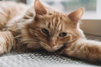 When Is the Right Time to Neuter a Cat? Understanding Age, Benefits, and Considerations 5 When Is the Right Time to Neuter a Cat? Understanding Age, Benefits, and Considerations
