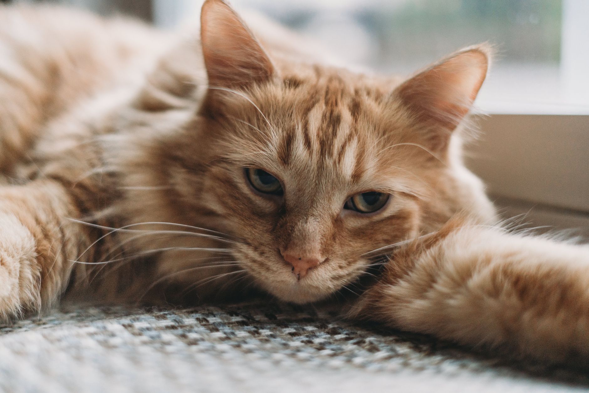 When Is the Right Time to Neuter a Cat? Understanding Age, Benefits, and Considerations