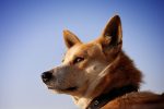 Tracing the Journey of Dogs: From Wild Predators to Human Companions 7 Tracing the Journey of Dogs: From Wild Predators to Human Companions