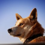 Tracing the Journey of Dogs: From Wild Predators to Human Companions 3 Tracing the Journey of Dogs: From Wild Predators to Human Companions