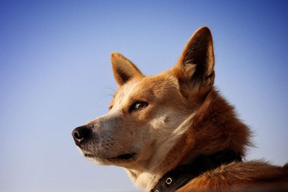 Tracing the Journey of Dogs: From Wild Predators to Human Companions 4 Tracing the Journey of Dogs: From Wild Predators to Human Companions