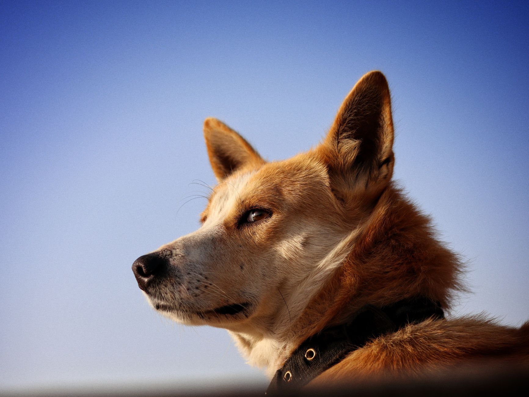 Tracing the Journey of Dogs: From Wild Predators to Human Companions 1 Tracing the Journey of Dogs: From Wild Predators to Human Companions