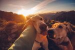 How Pets Can Improve Daily Life: The Physical, Emotional, and Social Benefits of Animal Companionship 8 How Pets Can Improve Daily Life: The Physical, Emotional, and Social Benefits of Animal Companionship