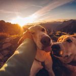 How Pets Can Improve Daily Life: The Physical, Emotional, and Social Benefits of Animal Companionship 3 How Pets Can Improve Daily Life: The Physical, Emotional, and Social Benefits of Animal Companionship