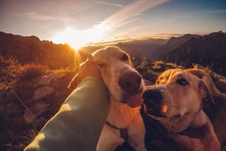 How Pets Can Improve Daily Life: The Physical, Emotional, and Social Benefits of Animal Companionship 5 How Pets Can Improve Daily Life: The Physical, Emotional, and Social Benefits of Animal Companionship
