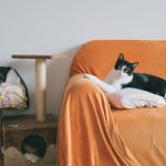 Leaving Your Cat Home Alone: How Much Time Is Safe and What Owners Should Know 3 pexels photo 16222017