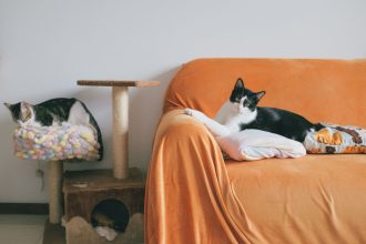 Leaving Your Cat Home Alone: How Much Time Is Safe and What Owners Should Know 5 pexels photo 16222017