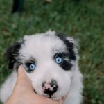 Can Puppies Catch a Cold From Humans? What New Dog Owners Should Know 3 Can Puppies Catch a Cold From Humans? What New Dog Owners Should Know