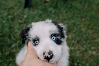 Can Puppies Catch a Cold From Humans? What New Dog Owners Should Know
