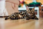 How Big Do Bengal Cats Get?