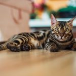 How Big Do Bengal Cats Get?