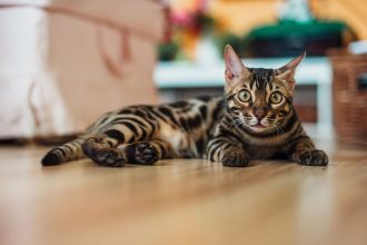 How Big Do Bengal Cats Get?