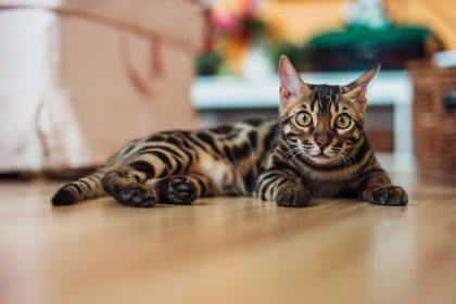 How Big Do Bengal Cats Get?